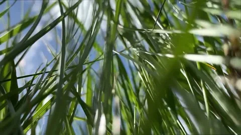 View from bottom to top, green grass moves in the wind, clouds Stock-Footage 196275822