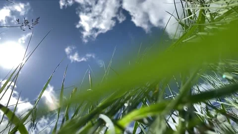 View from bottom to top, green grass moves in the wind, clouds Stockbeeldmateriaal 196275827