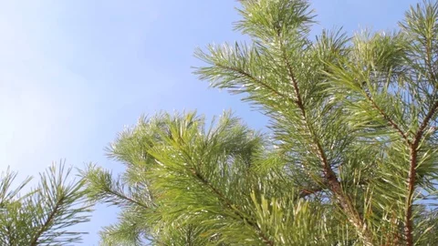 View from bottom to top: green pine tree needles branches sky clouds Stock Footage 75372623