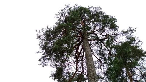 View from bottom to top on tall pine tree in the forest. Stock Footage 156766377