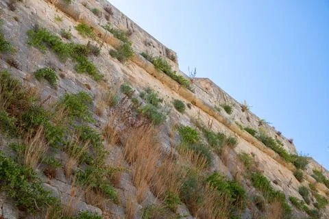 View from the bottom to the top of a wall with bushes on the wall Stock Photos