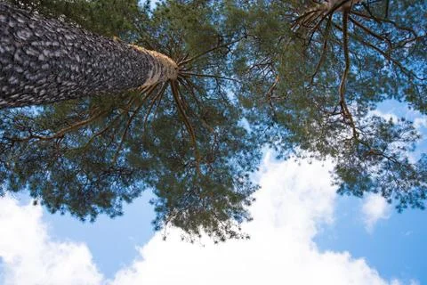 View from the bottom of the tree canopy, blue sky and white clouds. Bright Su Stock Photos