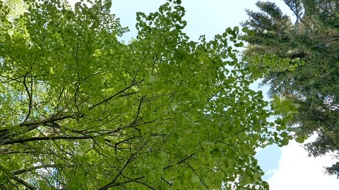 View from the bottom of the tree in the lawn Stock Footage 115572475