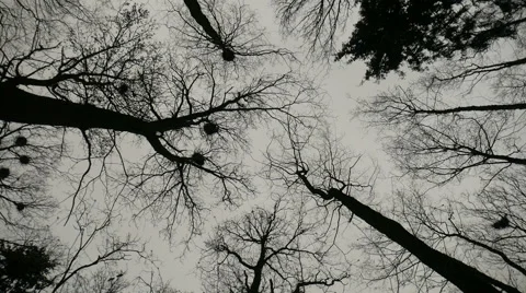 View from the bottom of the trees, the birds fly Stock Footage 62503630