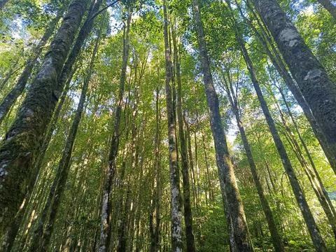 View from the bottom of the trees in a tropical forest. Stock Photos