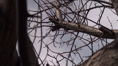 View up, bottom view of a leafless tree against a blue sky. Naked Old Oak in the Stock Footage 126650110