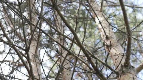 View up, bottom view of pine tree in forest in sunshine. Big and tall pine tree Stock Footage 133336616