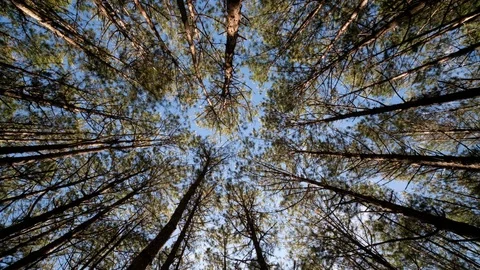 View up, bottom view of pine trees in forest in sunshine Stock Footage 123949172
