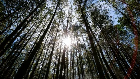 View up, bottom view of pine trees in forest in sunshine Stock Footage 123950146