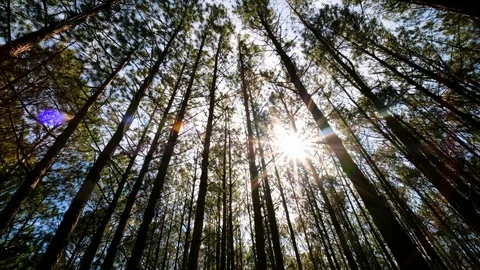 View up, bottom view of pine trees in forest in sunshine Stock Footage 123950362