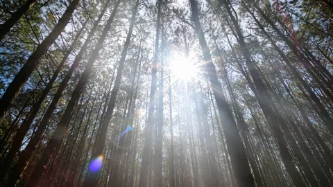 View up, bottom view of pine trees in forest in sunshine 스톡 동영상 123950489