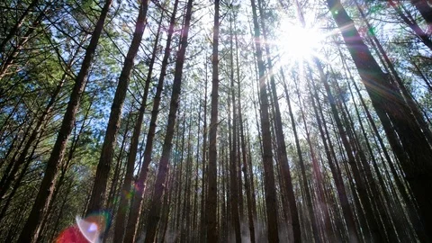 View up, bottom view of pine trees in forest in sunshine Stock Footage 123950490