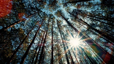 View up, bottom view of pine trees in forest in sunshine Stock Footage 123950527