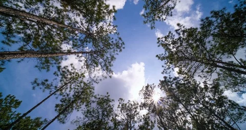 View up, bottom view of pine trees forest in sunshine Stock Footage 119465992
