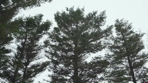 View up, bottom view of trees in forest in winter. Cloudy sky Stock Footage 134523873