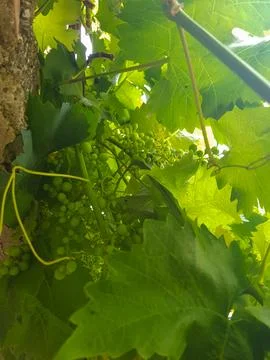 View from the bottom of the vine Stock Photos
