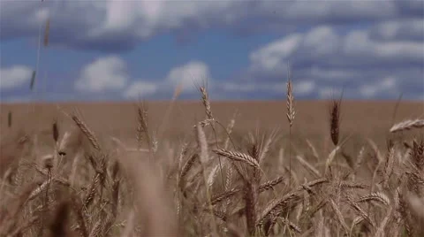 View of a boundless wheat field under blue summer sky Stock Footage 52994266
