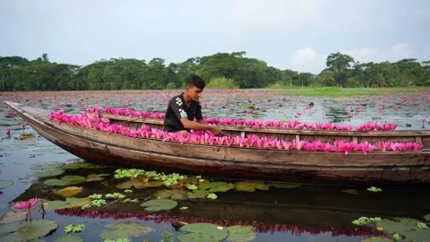 View of a boy in a boat filled with pink water lilies, Bangladesh. Stock Footage 335004784
