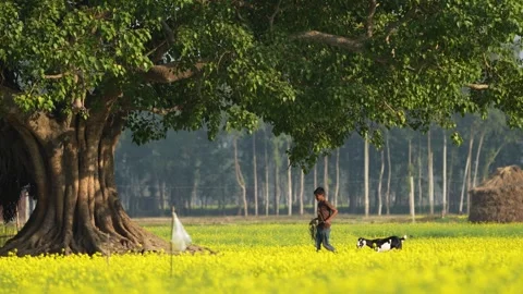 View of a boy with a goat in a mustard field, Bangladesh. Video stock 334958853