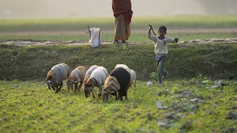 View of a boy herding sheep in sweaters in Bogura, Bangladesh. Video stock 335586364
