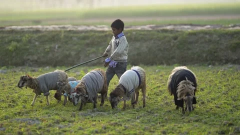 View of a boy herding sheep wearing sweaters in Bogura, Bangladesh. Stock-Footage 335599940