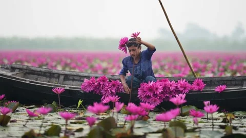View of a boy picking pink water lilies from a boat, Bangladesh. Video stock 334999330