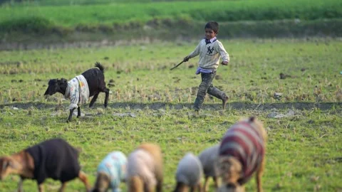 View of a boy running through a field with goats, Bangladesh. Stock Footage 335599986