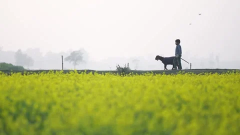 View of a boy walking with a goat by a mustard field, Bangladesh. Video stock 334973162