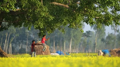 View of boys playing on a swing in a mustard field, Bangladesh. Video stock 335583560