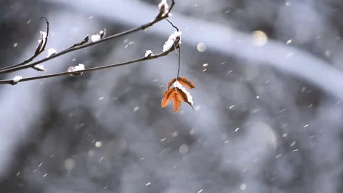 View of a branch with a dried leaf and flying sparkling snow in the form of a Stock Footage 166275052