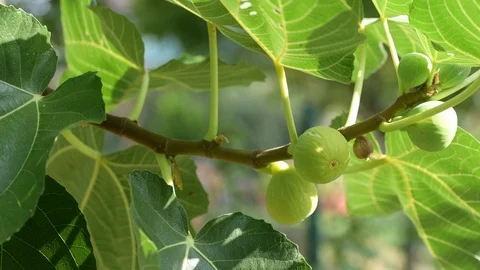 View of the branch with fig Stock Footage 95241178