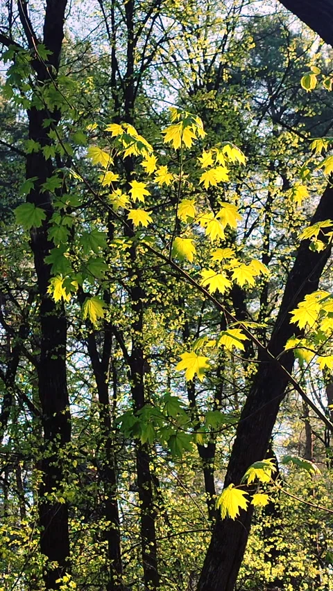 View of branch with green all-over maple leaves against background other trees Stock Footage 311086085