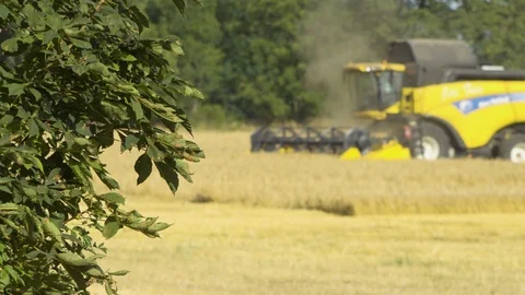 A view of a branch of a green leafy tree and a grain field, yellow combine Stock Footage 124640246