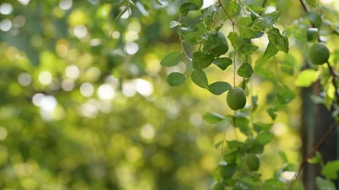 View of the branch with jujube Stock Footage 95241117