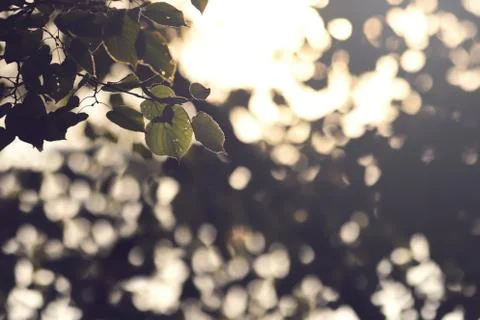 View on a branch with leaves of a lime tree in bright sunlight in front of bl Stock Photos