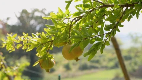 View of the branch with pomegranate Stock Footage 95240720