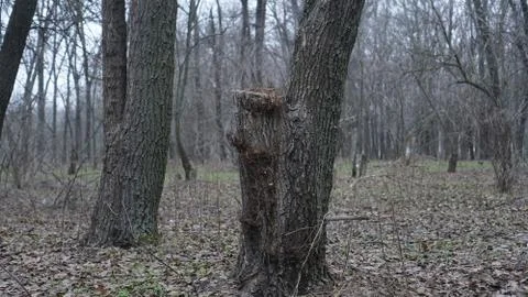 View of a branch of a sawn tree Stock Photos