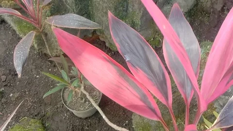 A view of branched flowers Stock Footage 235410899