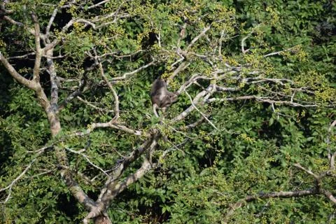 View of branches and leaves of a tree in a forest Stock Photos