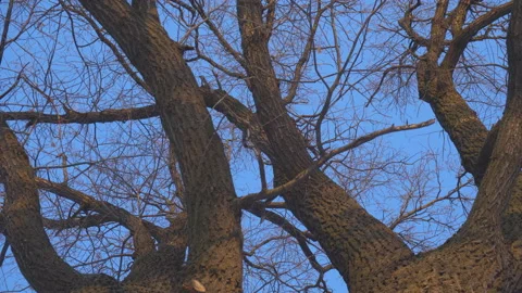 View up at the branches and trunks of trees, dolly shot Stock Footage 119229985