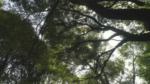View up at the branches and trunks of trees, dolly shot Stock Footage 130416580