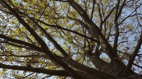 View up at the branches and trunks of trees, dolly shot Stock Footage 141156796