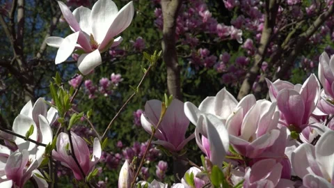 View Of The Branches Of Blooming Magnolia Background Stock Footage 190462532
