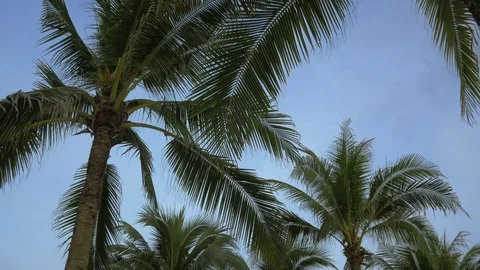 View of the branches of coconut trees. Stock Footage 120999292