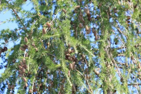 The view on the branches of the larch tree with a lot of cones  on the blue s Stock Photos