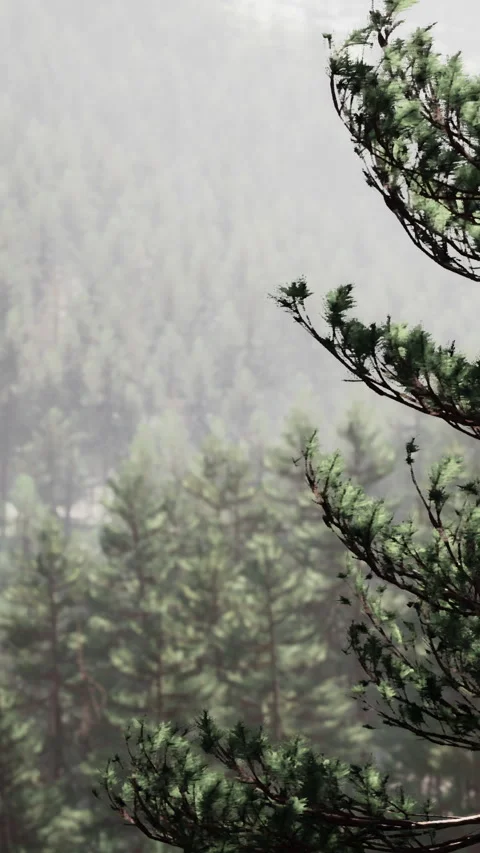A view of branches from a pine tree Stock Footage 338419714