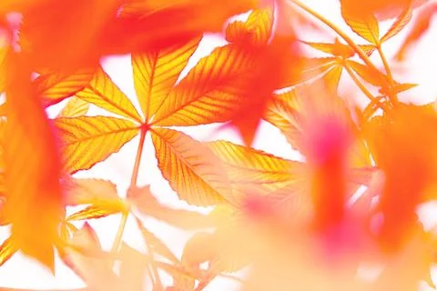 View of the branches of a red chestnut developing in the wind on a white back Stock Photos