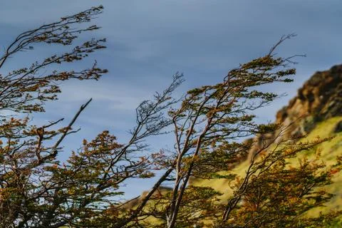 View of the branches of a tree bent by the wind in the Torres del Paine National Stock Photos