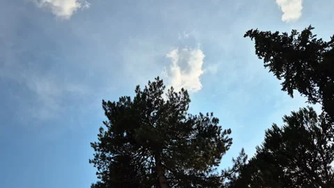 View of the branches of a tree silhouetted against the sky Stock Footage 312445682