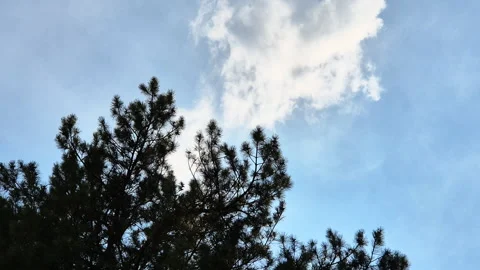 View of the branches of a tree silhouetted against the sky Stock Footage 312445684